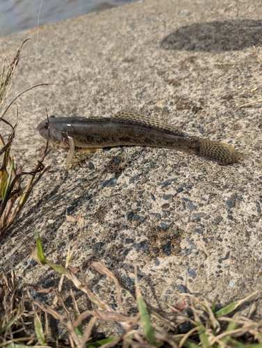 マハゼの釣果