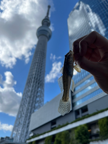 マハゼの釣果