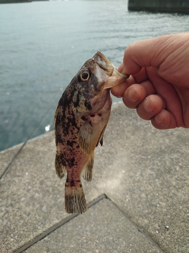 メバルの釣果