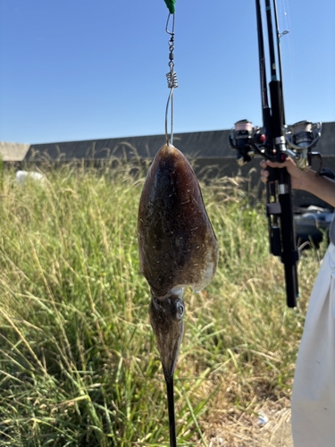 コウイカの釣果