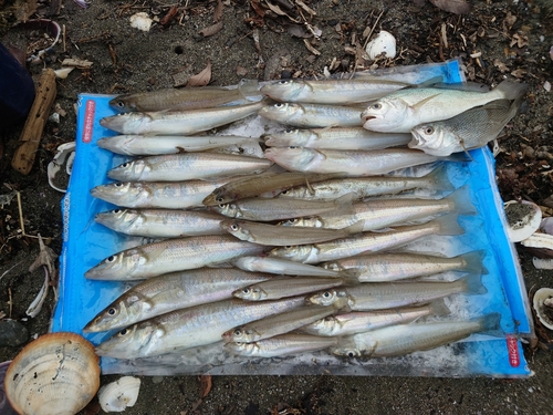 キスの釣果