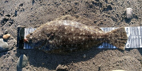 ヒラメの釣果