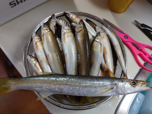 アユの釣果