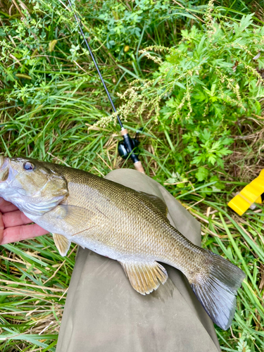 スモールマウスバスの釣果