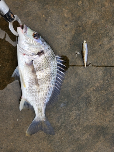 キビレの釣果