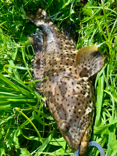 ヤイトハタの釣果