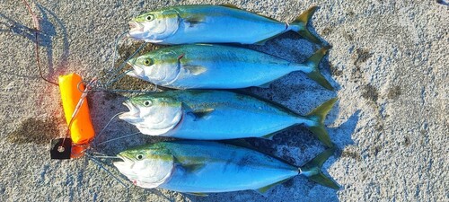 イナダの釣果