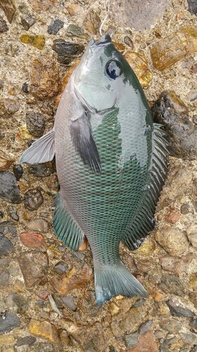 グレの釣果