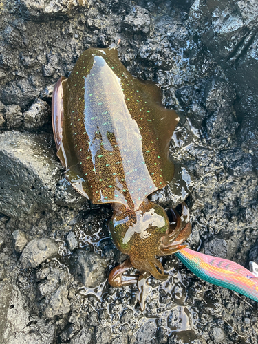 アオリイカの釣果