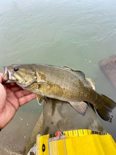 スモールマウスバスの釣果