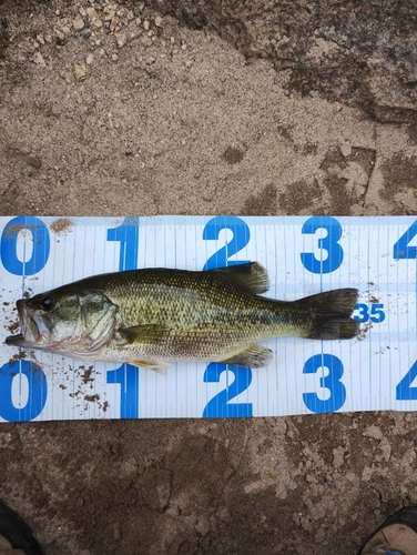 ブラックバスの釣果