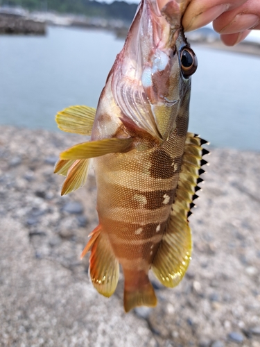 ハタの釣果