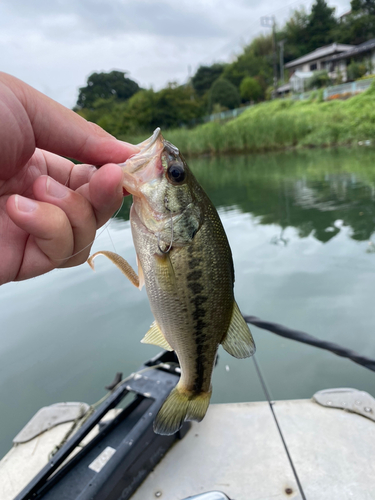 ラージマウスバスの釣果