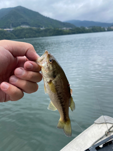 ラージマウスバスの釣果