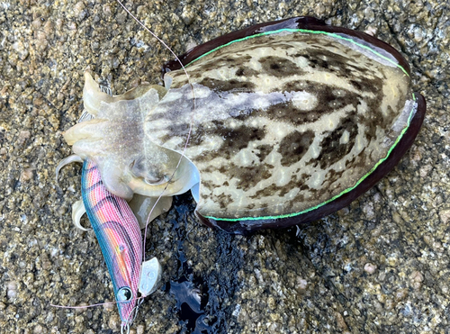 コウイカの釣果