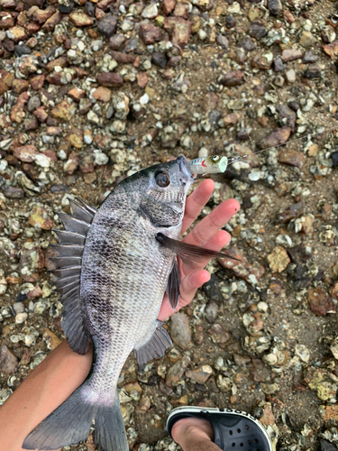 チヌの釣果