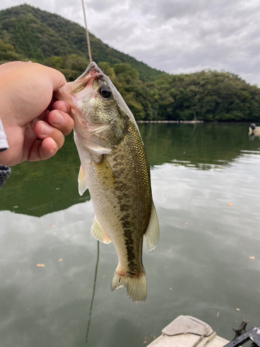 ラージマウスバスの釣果