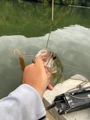 ラージマウスバスの釣果