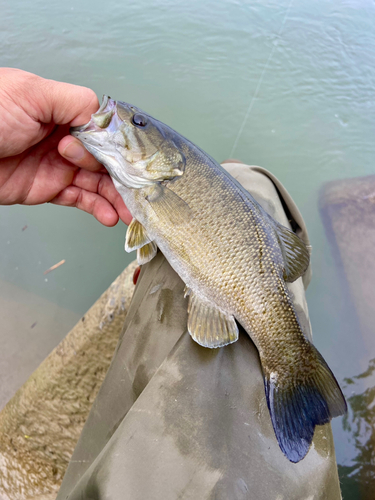 スモールマウスバスの釣果