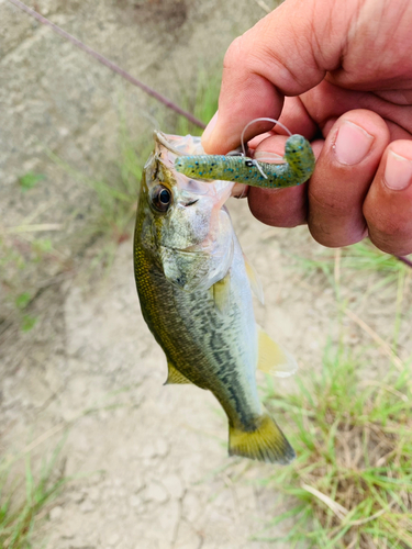 ラージマウスバスの釣果