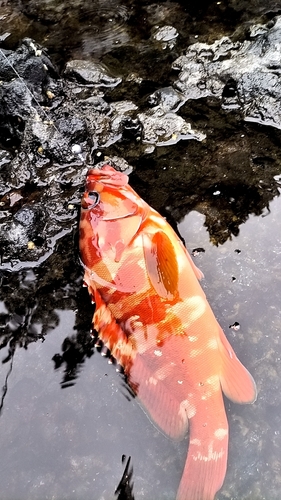 アカハタの釣果