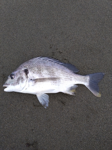 キビレの釣果