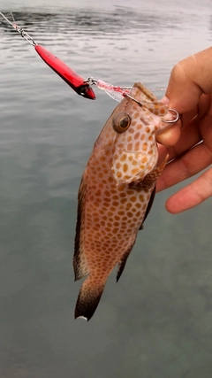 オオモンハタの釣果