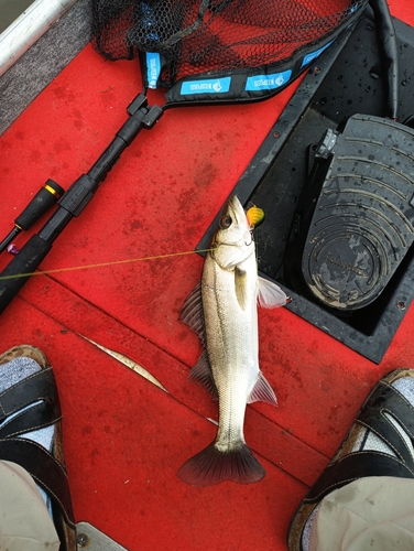 シーバスの釣果