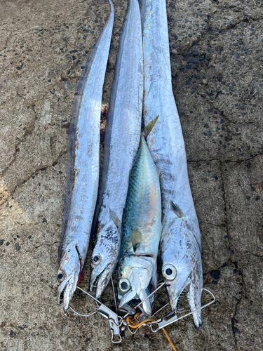 イタチウオの釣果