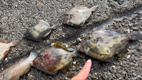 カワハギの釣果