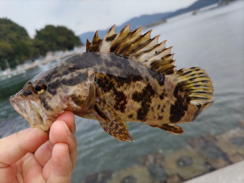 ベッコウゾイの釣果