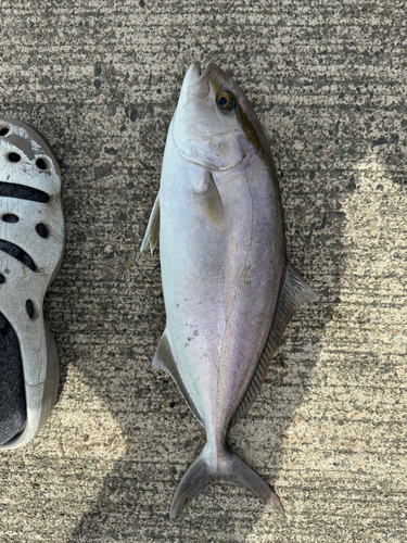 カンパチの釣果