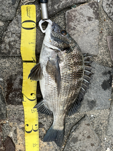 クロダイの釣果