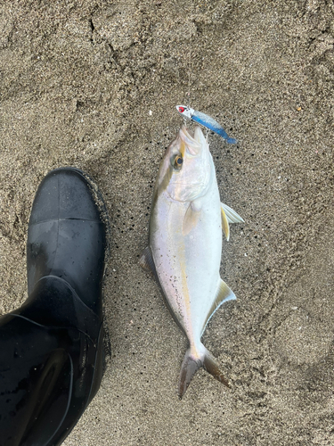 ショゴの釣果