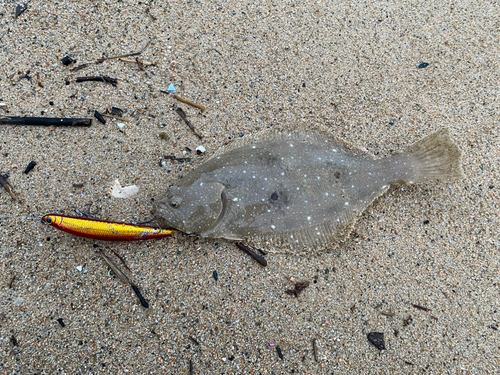 ヒラメの釣果