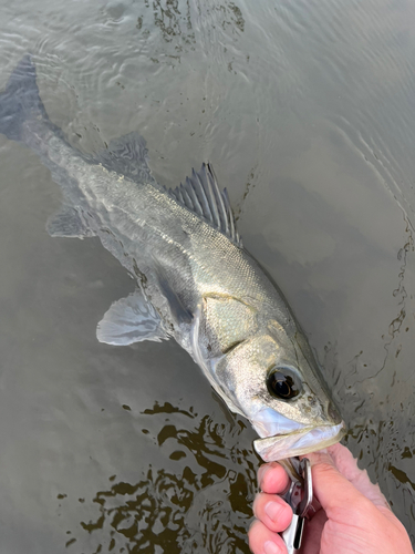 スズキの釣果