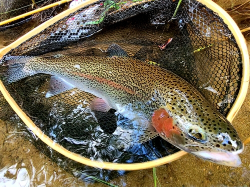 ニジマスの釣果