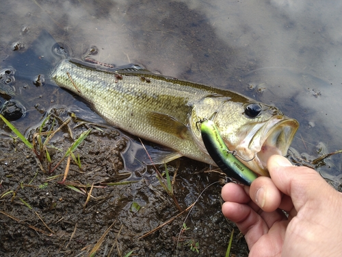 ラージマウスバスの釣果