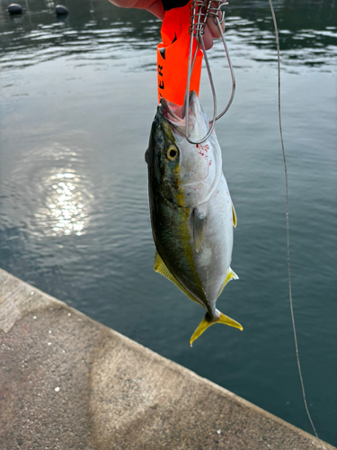 イナダの釣果