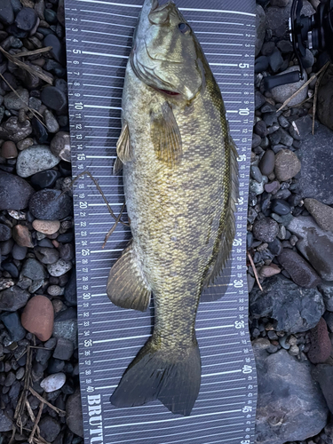 スモールマウスバスの釣果