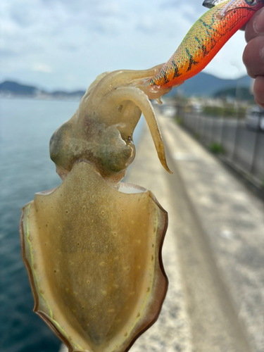 モンゴウイカの釣果