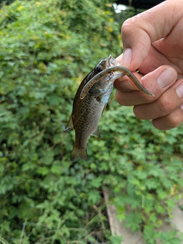 ラージマウスバスの釣果