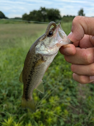 ラージマウスバスの釣果