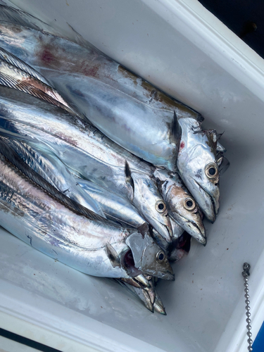 タチウオの釣果