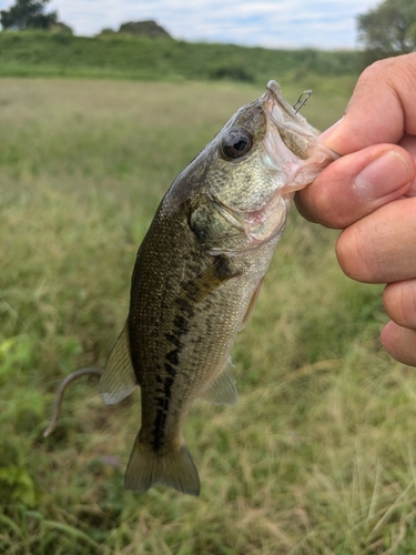 ラージマウスバスの釣果