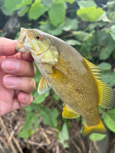 スモールマウスバスの釣果