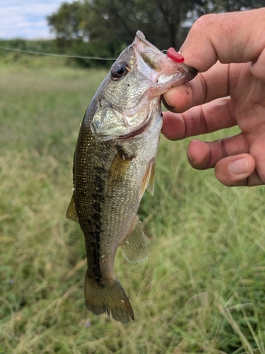 ラージマウスバスの釣果