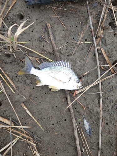 キビレの釣果