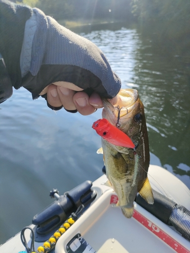 ブラックバスの釣果