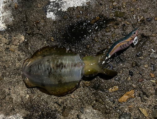 アオリイカの釣果